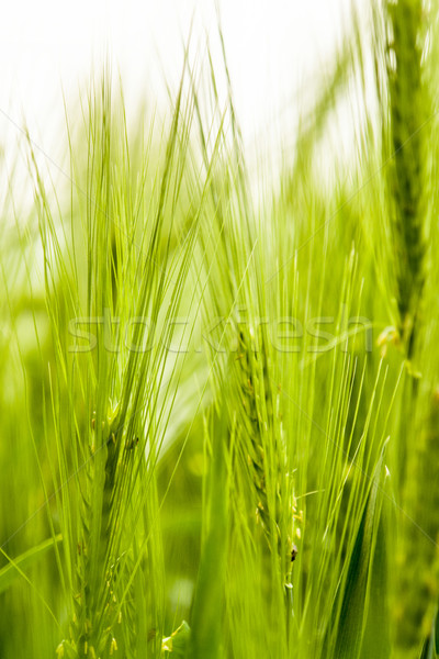 barley field detail Stock photo © prill