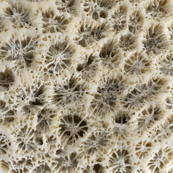stony coral closeup Stock photo © prill