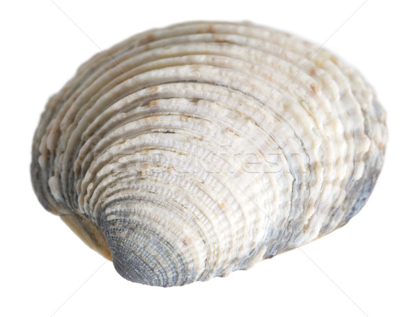 sea shell macro Stock photo © prill