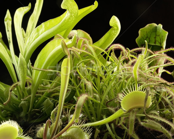 carnivorous plants Stock photo © prill