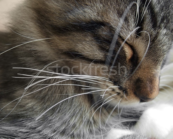 sleeping kitten portrait Stock photo © prill