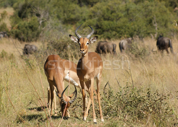 Antelopes in Botswana Stock photo © prill