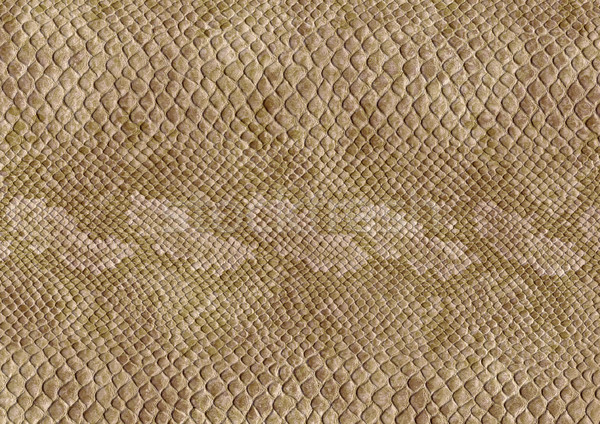 Reptile peau surface full frame résumé brun [[stock_photo]] © prill