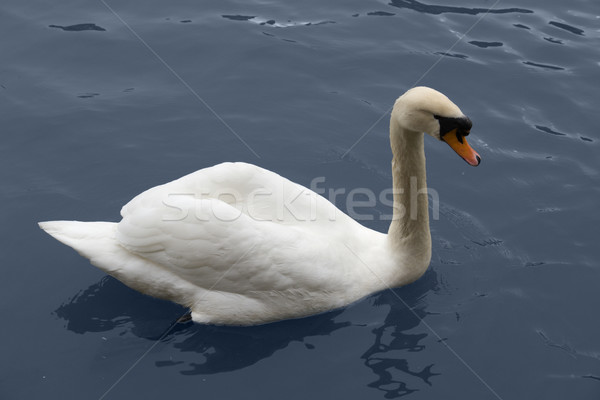 swimming swan Stock photo © prill