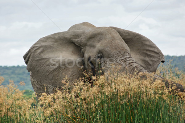 Elephant in high grassy vegetation Stock photo © prill