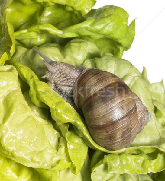 Grapevine snail at feed Stock photo © prill