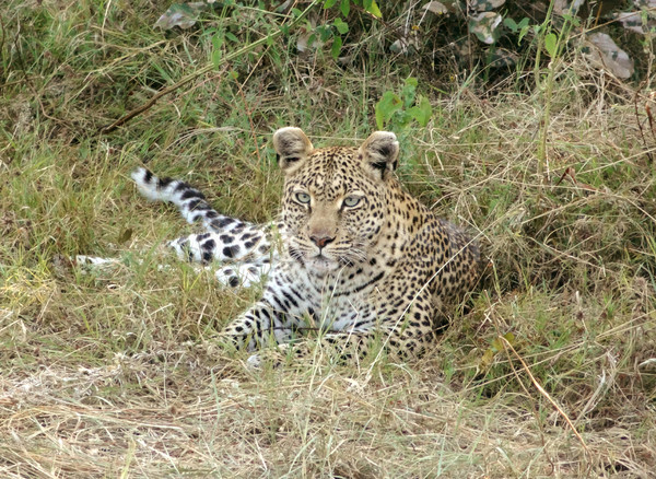 resting leopard Stock photo © prill