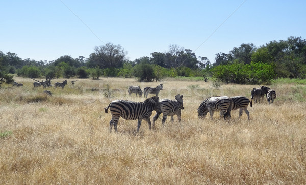 flock of zebras Stock photo © prill
