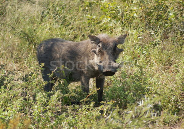 Warthog in South Africa Stock photo © prill