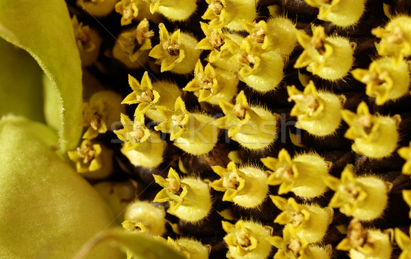 Girasol flor detalle tiro cabeza Foto stock © prill