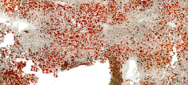 Yağlı karaciğer detay tam kare soyut mikroskobik Stok fotoğraf © prill