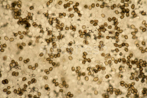 Ciupercă full-frame detaliu ştiinţă plantă Imagine de stoc © prill
