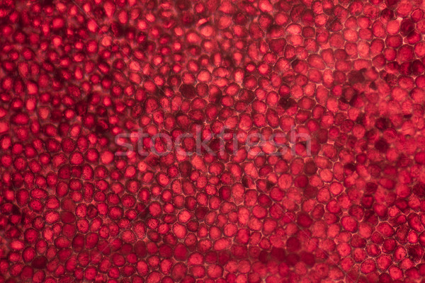 Stockfoto: Microscopisch · detail · tonen · Rood · natuur · blad