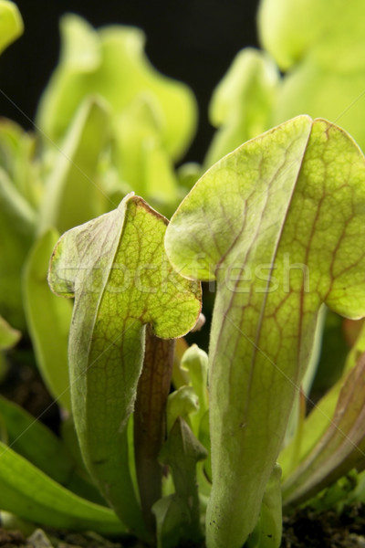 Carnívoro planta pormenor armadilha preto de volta Foto stock © prill