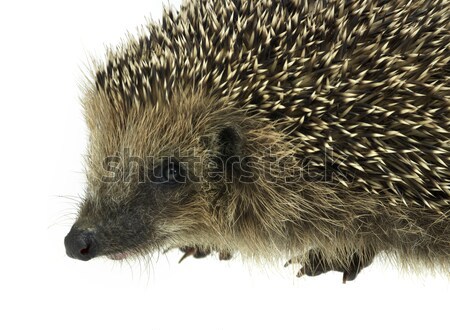 hedgehog portrait Stock photo © prill