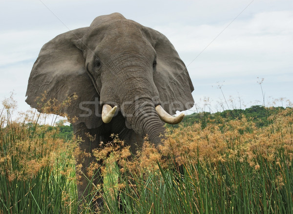 Elephant in high grass Stock photo © prill