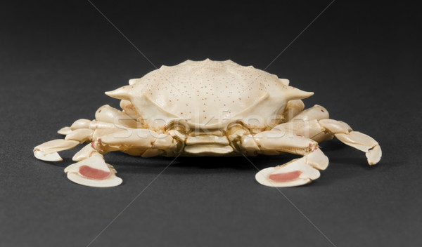 moon crab in dark back Stock photo © prill