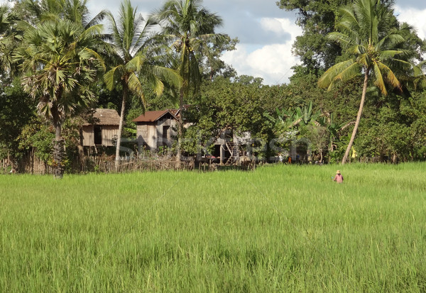 rural scenery in Thailand Stock photo © prill