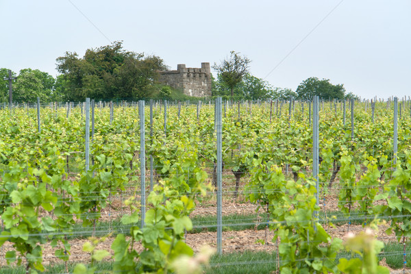 Idilli díszlet bor régió körül mező Stock fotó © prill