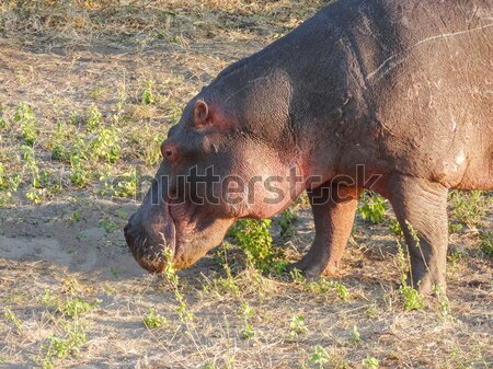 Víziló portré Botswana Afrika este idő Stock fotó © prill