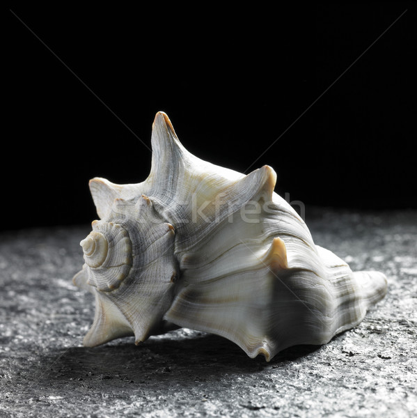 seashell Stock photo © prill