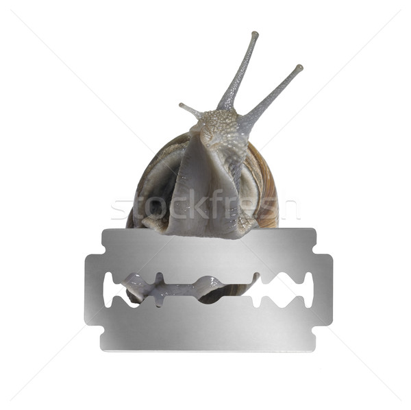 Grapevine snail and razor blade Stock photo © prill
