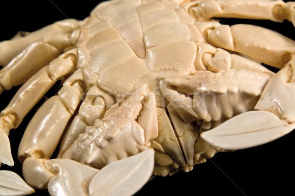 detail of a moon crab Stock photo © prill