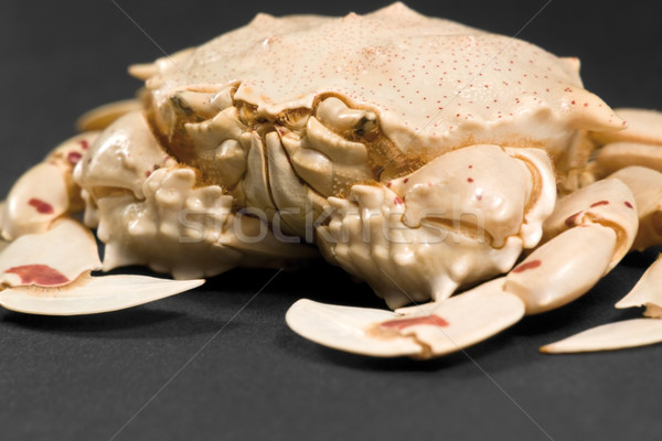 low angle moon crab detail Stock photo © prill