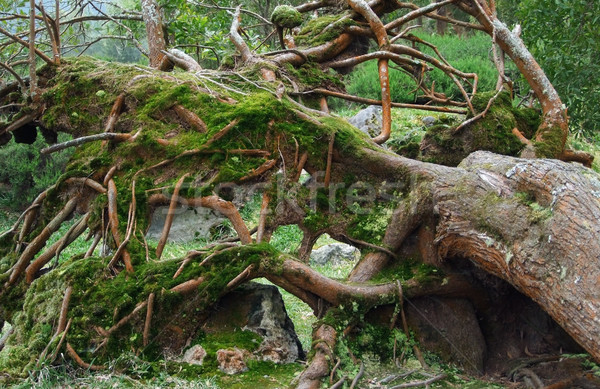 overgrown tree trunk Stock photo © prill
