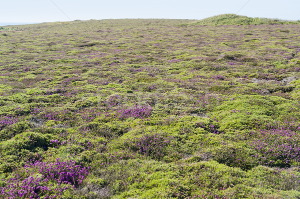 Kleurrijk vegetatie detail rond landschap zomer Stockfoto © prill