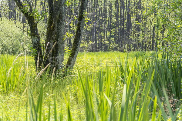 sunny wetland scenery Stock photo © prill