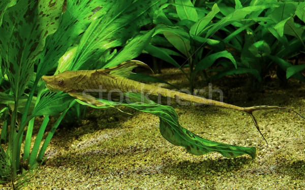 whiptail catfish Stock photo © prill