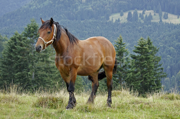 horse in the Carpathians Stock photo © prill