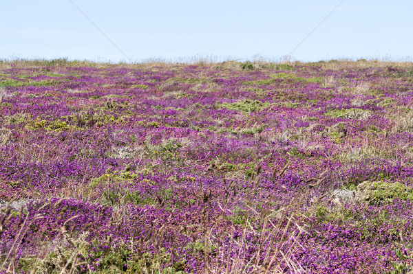 Stockfoto: Kleurrijk · vegetatie · detail · rond · landschap · zomer