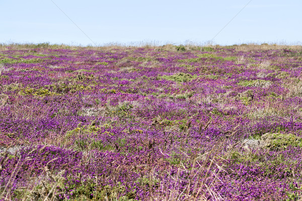 Stock foto: Farbenreich · Vegetation · Detail · herum · Landschaft · Sommer