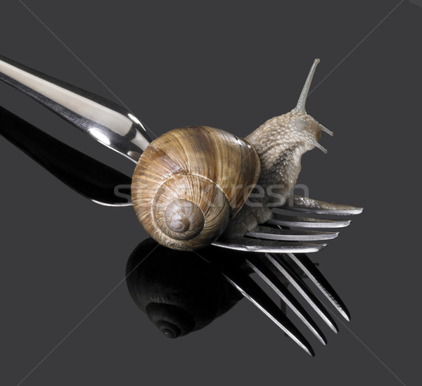 Grapevine snail on fork Stock photo © prill