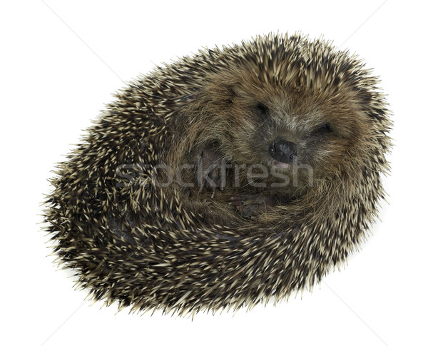 rolled-up hedgehog in white back Stock photo © prill