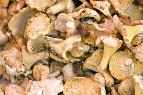 Full-frame ciupercă comestibil ciuperci alimente grup Imagine de stoc © prill