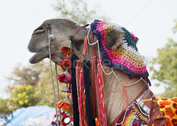 Kamel Porträt schönen dekoriert Indien Kultur Stock foto © prill