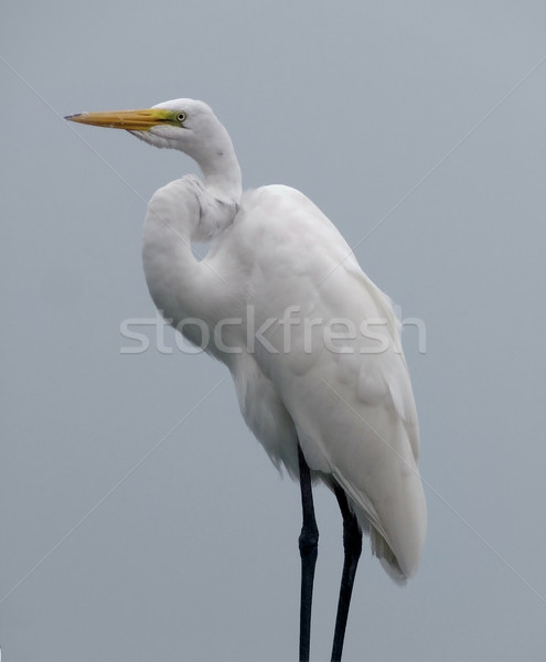 Stock photo: Great Egret