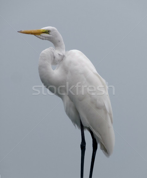 Great Egret Stock photo © prill