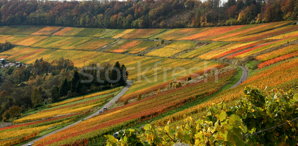 autumn vineyard scenery Stock photo © prill
