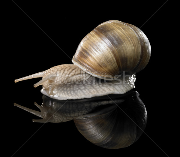 Grapevine snail on black Stock photo © prill