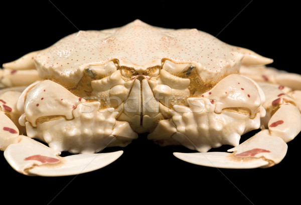 low angle moon crab detail Stock photo © prill
