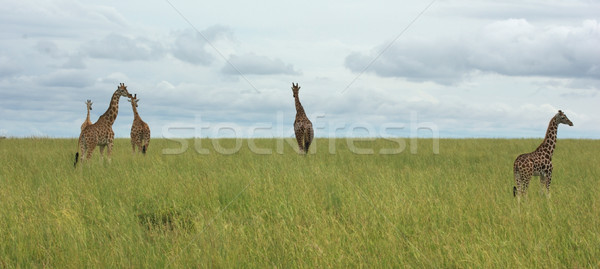 grassland scenery with Giraffes in Africa Stock photo © prill