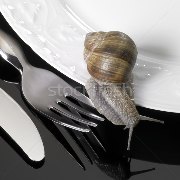 grapevine snail creeping on dinnerware Stock photo © prill