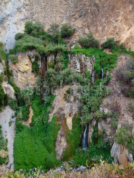 Vegetation Canyon Detail Peru Südamerika Natur Stock foto © prill