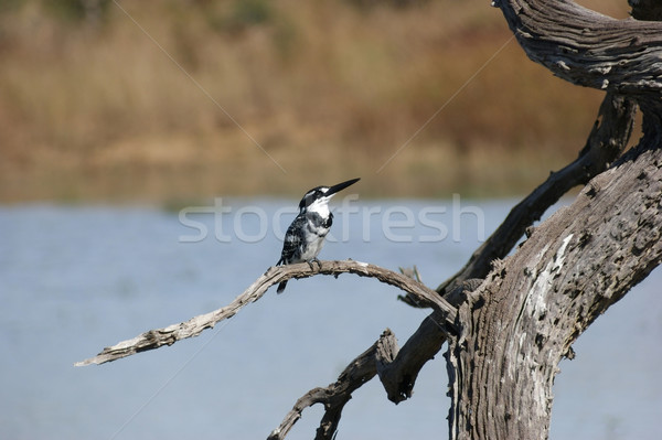 Ijsvogel vogel boom rivier dier tak Stockfoto © prill