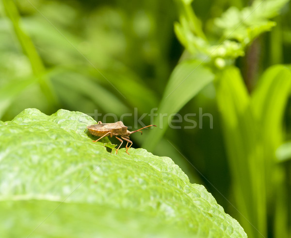 Bouclier bug brun bord feuille verte ensoleillée Photo stock © prill