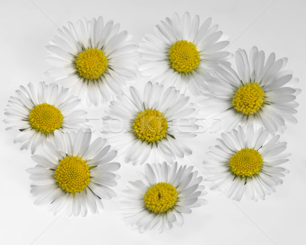 daisy flower arrangement Stock photo © prill